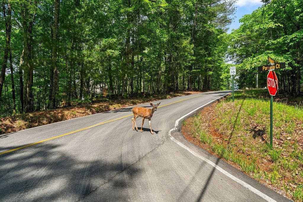 unimproved land for sale at 0 Pamela Court, Ellijay, GA 30540 — photo 5
