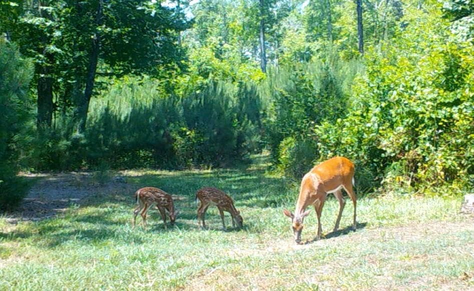 other under contract at 0 Lindsey Lake Road, Dallas, GA 30157 — photo 5