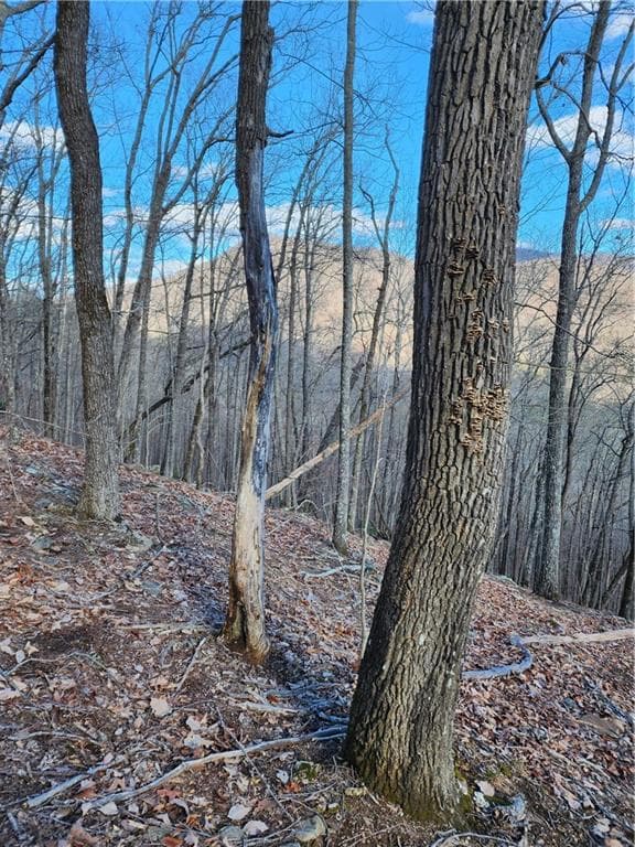 unimproved land for sale at 0 Trackrock Gap Road, Blairsville, GA 30514 — photo 5