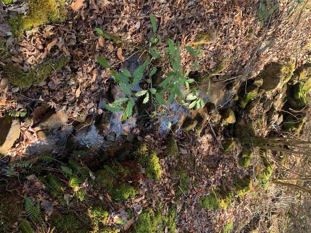 unimproved land for sale at 0 East New Hope Road, Ellijay, GA 30536 — photo 8