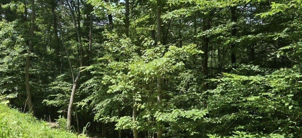 single family residence for sale at Lt 780 Omen Circle, Ellijay, GA 30540 — photo 5