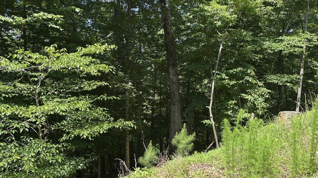 single family residence for sale at LT 781 Omen Circle, Ellijay, GA 30540 — photo 6
