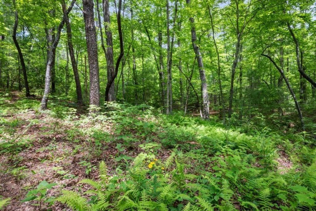 unimproved land for sale at 57.64 AC Mountain Ash Road, Ellijay, GA 30536 — photo 5