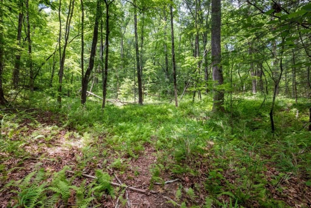 unimproved land for sale at 57.64 AC Mountain Ash Road, Ellijay, GA 30536 — photo 6