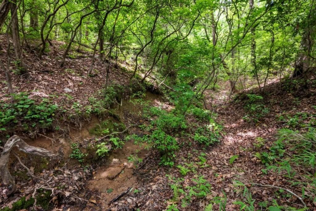 unimproved land for sale at 57.64 AC Mountain Ash Road, Ellijay, GA 30536 — photo 8