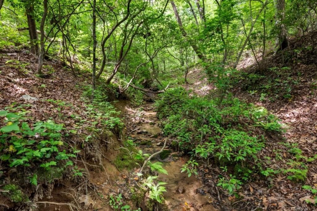unimproved land for sale at 57.64 AC Mountain Ash Road, Ellijay, GA 30536 — photo 9