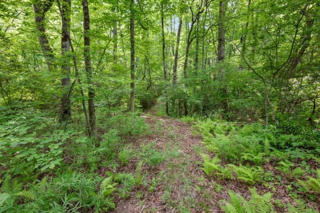 unimproved land for sale at 57.64 AC Mountain Ash Road, Ellijay, GA 30536 — photo 10
