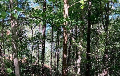 single family residence for sale at 0 Red Oak Trail, Ellijay, GA 30540 — photo 1 of 4