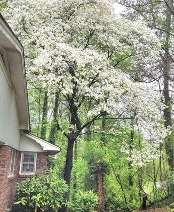 3 bedroom, 2 bathroom, 1,777 sq ft single family residence for sale at 1256 E Piedmont Road, Marietta, GA 30062 — photo 5