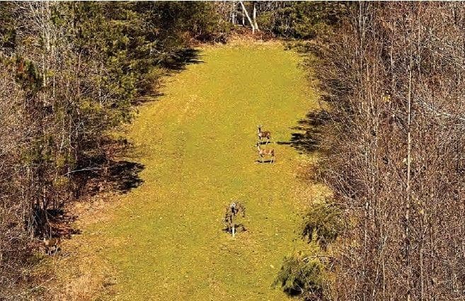 unimproved land for sale at 6390 Lula Road, Lula, GA 30554 — photo 8