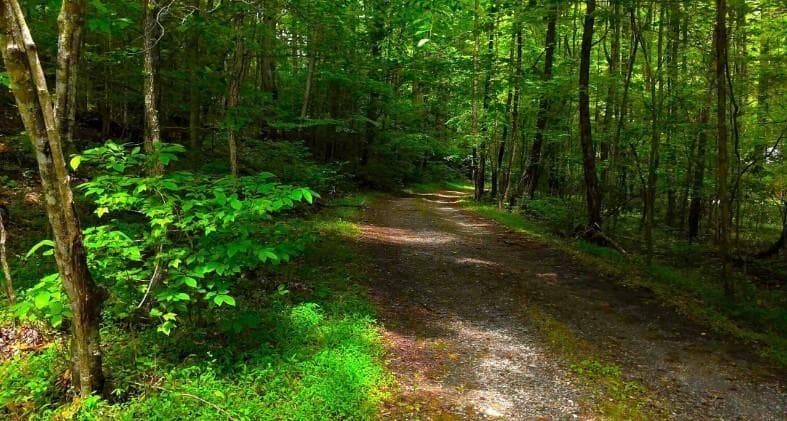 other for sale at 0 Nocona Trail, Ellijay, GA 30536 — photo 8
