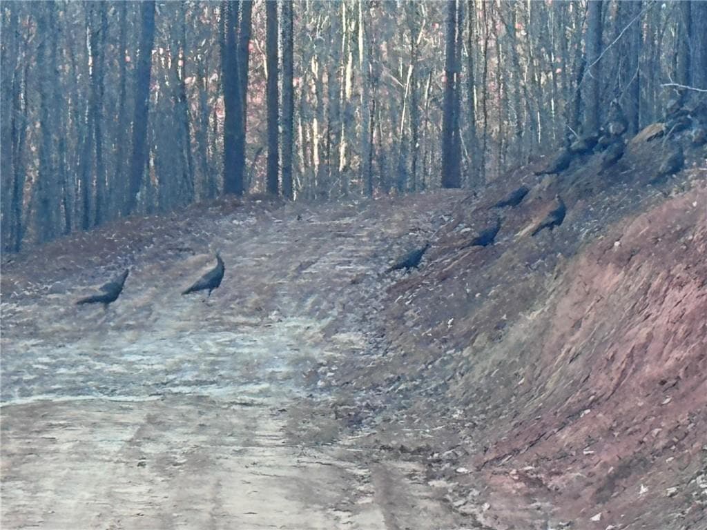 unimproved land for sale at 0 Lone Bear Path, Dallas, GA 30132 — photo 5