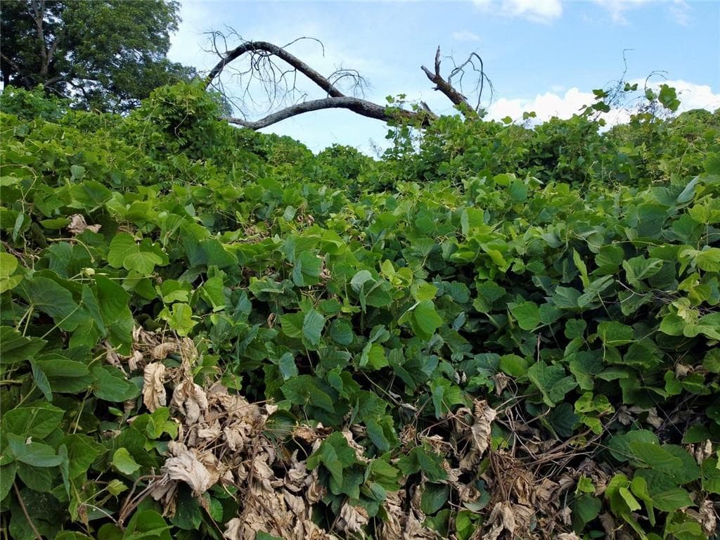 unimproved land for sale at 647 Clayton Street, Lawrenceville, GA 30046 — photo 2