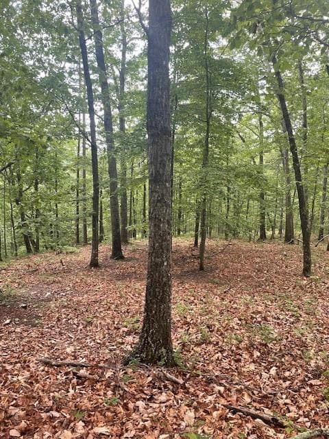unimproved land for sale at 356 Orieole Court, Ranger, GA 30734 — photo 8