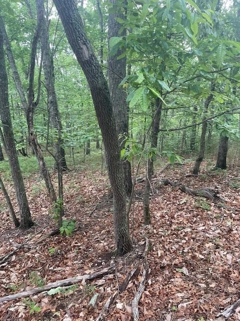 unimproved land for sale at 356 Orieole Court, Ranger, GA 30734 — photo 10
