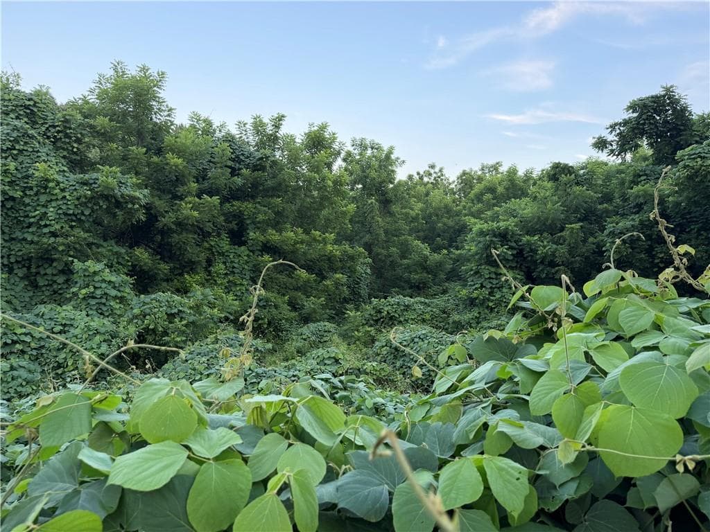 unimproved land for sale at 0 Hwy 52 W Highway, Dahlonega, GA 30533 — photo 6