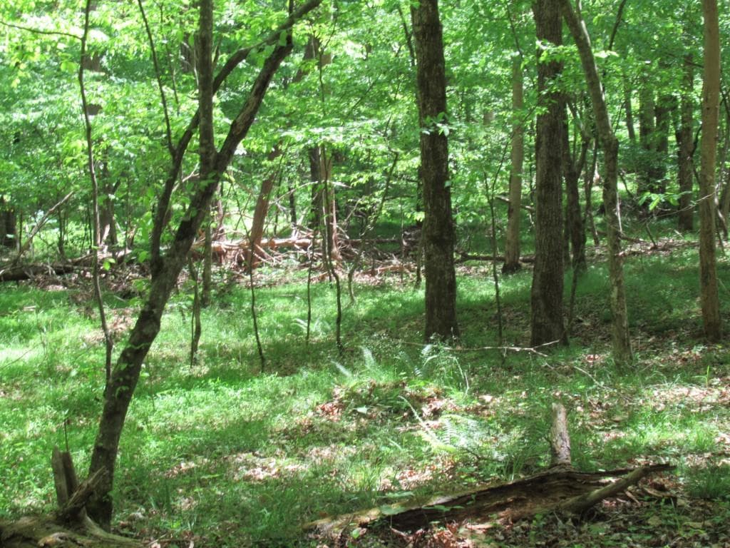 single family residence for sale at 0 Chestatee Drive, Dahlonega, GA 30533 — photo 3