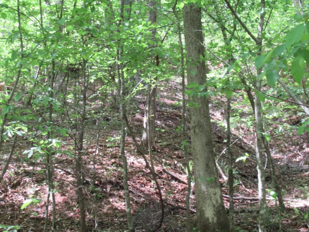 single family residence for sale at 0 Chestatee Drive, Dahlonega, GA 30533 — photo 4