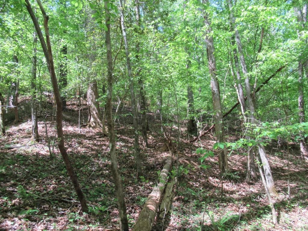 single family residence for sale at 0 Chestatee Drive, Dahlonega, GA 30533 — photo 5