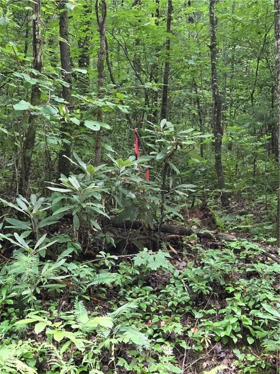 unimproved land for sale at 00 Chopped Oak Road, Ellijay, GA 30540 — photo 8