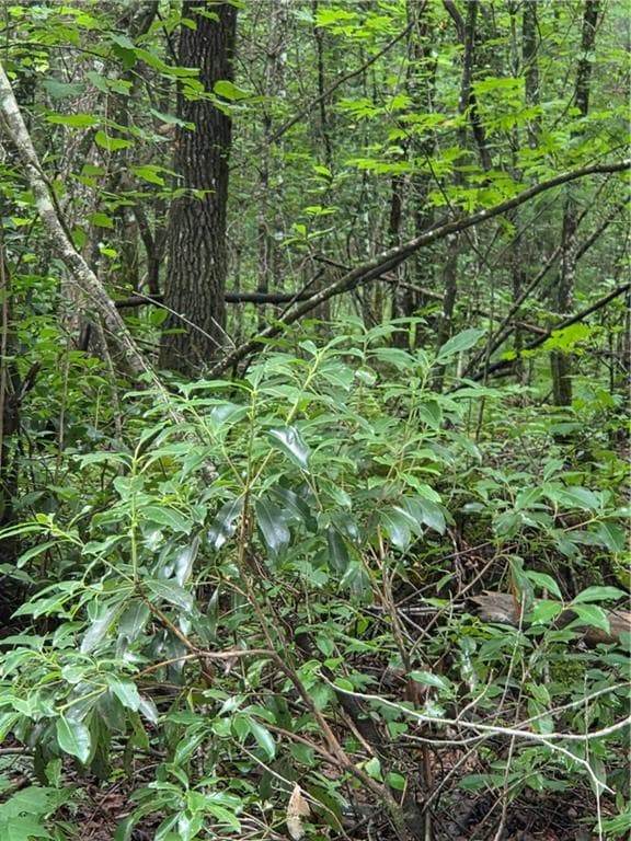 unimproved land for sale at 00 Chopped Oak Road, Ellijay, GA 30540 — photo 9