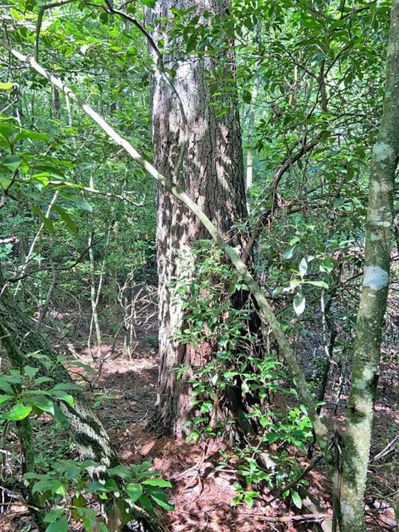 unimproved land for sale at 10.59 AC, T S Jarrard Road, Dahlonega, GA 30533 — photo 7