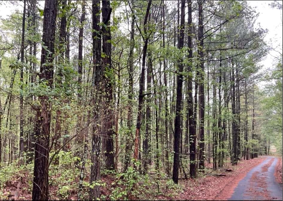 unimproved land for sale at 0 Labudde Lane, Colbert, GA 30628 — photo 2
