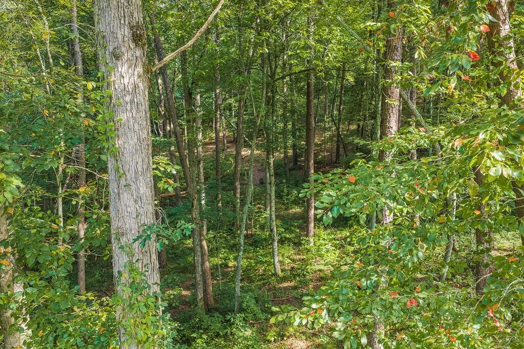 other for sale at 186 Pinnacle Drive, Ellijay, GA 30540 — photo 2