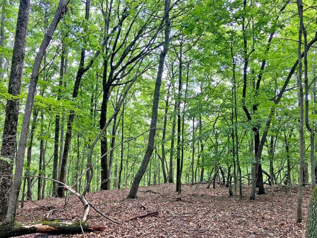 unimproved land for sale at 39.2ac Falling Pines Road, Dahlonega, GA 30533 — photo 5