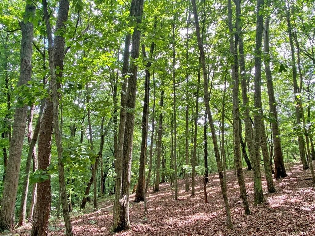 unimproved land for sale at 39.2ac Falling Pines Road, Dahlonega, GA 30533 — photo 7