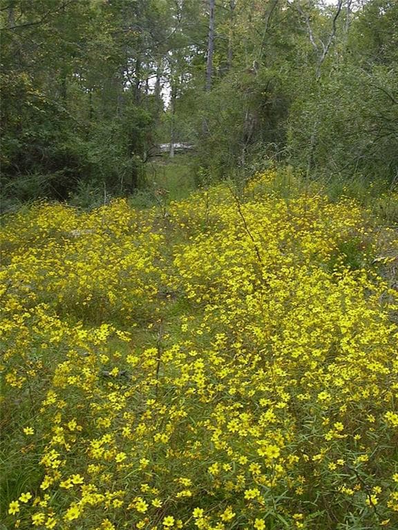 unimproved land for sale at 0000 Rabbit Farm Road, Loganville, GA 30052 — photo 2