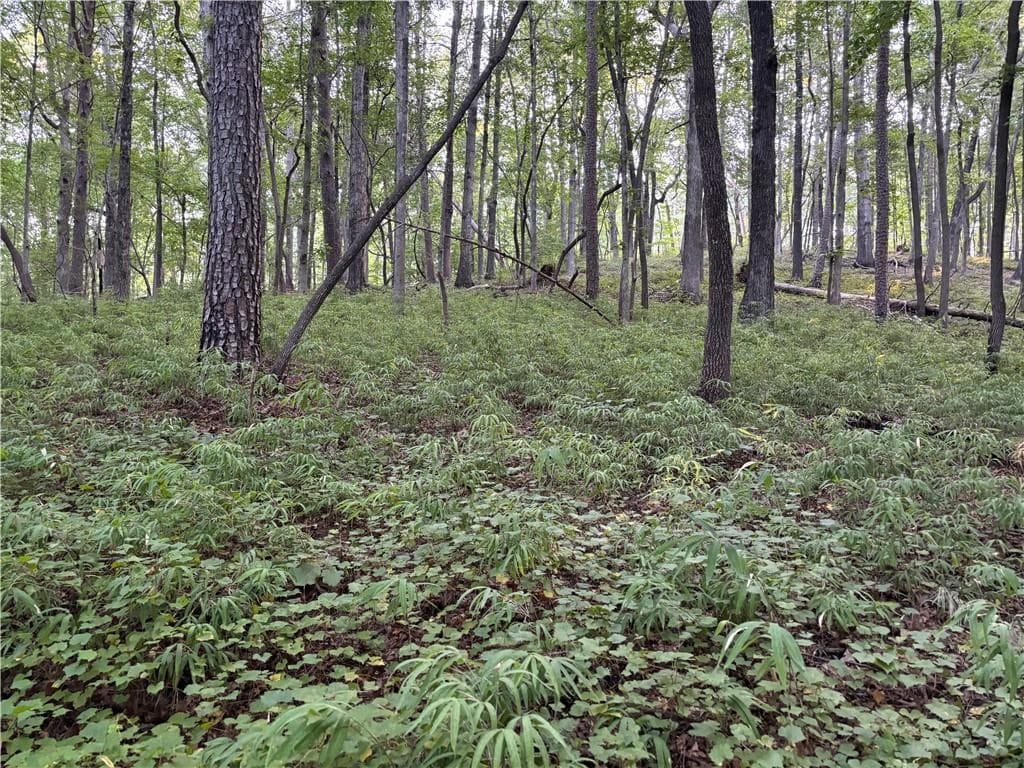 single family residence for sale at Lot 25 Norton Lane, Dahlonega, GA 30533 — photo 6