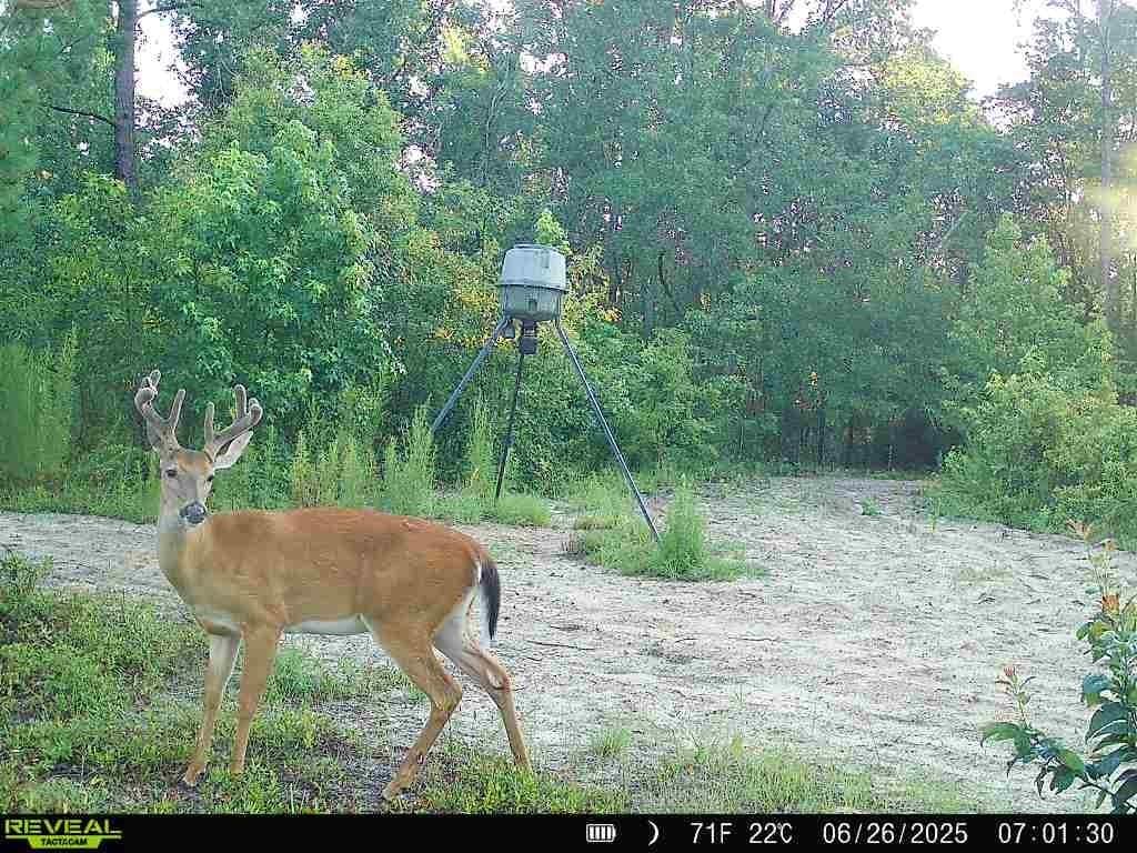 other for sale at 1110 GA-88, Blythe, GA 30805 — photo 4