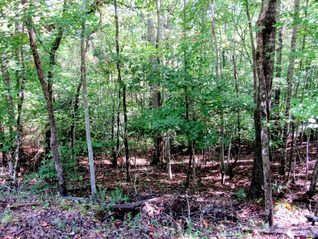 other for sale at 343 Hollybrook Road, Dahlonega, GA 30533 — photo 9