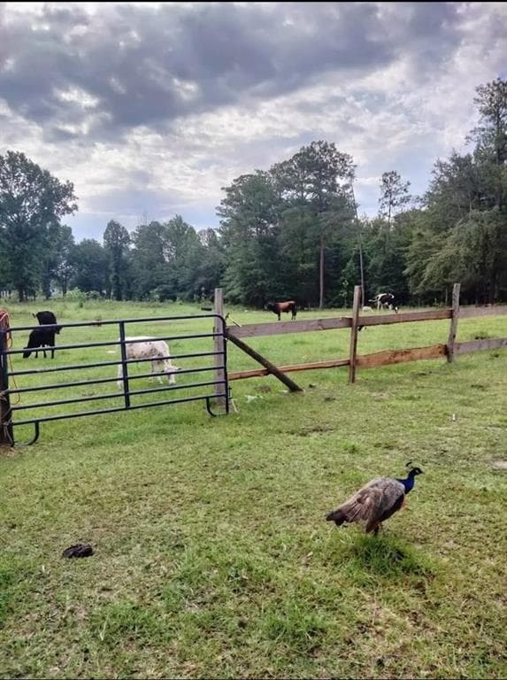 unimproved land for sale at 0 Zenith Mill Road, Roberta, GA 31078 — photo 2