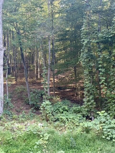 unimproved land for sale at 0 Old Roanoke Road, Bowdon, GA 30108 — photo 6