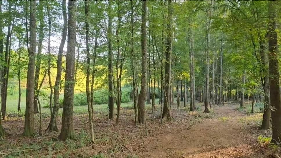 3 bedroom, 2 bathroom, 2,500 sq ft single family residence for sale at 240 Victory Dashboard Road, Bowdon, GA 30108 — photo 10