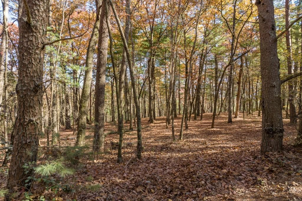 other for sale at TR 1 Old Anderson Creek, Ellijay, GA 30536 — photo 3