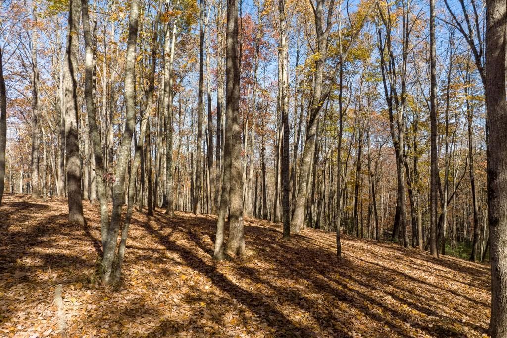 unimproved land for sale at LT 17R Tanager Trail, Ellijay, GA 30536 — photo 3