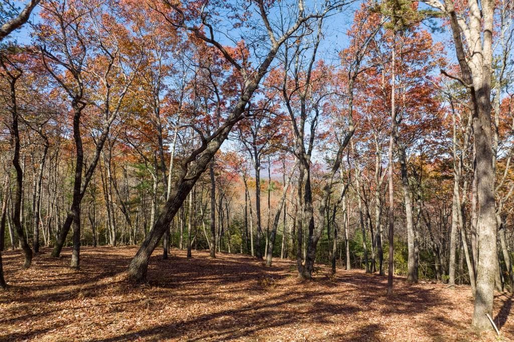 unimproved land for sale at LOT 41 Preserve Trail, Ellijay, GA 30536 — photo 4
