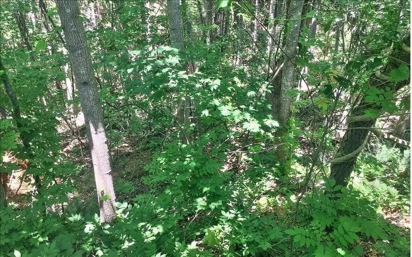 unimproved land for sale at Lot 10 Mill Creek Drive, Jasper, GA 30143 — photo 3
