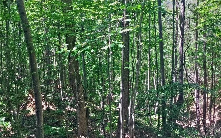 unimproved land for sale at Lot 10 Mill Creek Drive, Jasper, GA 30143 — photo 4