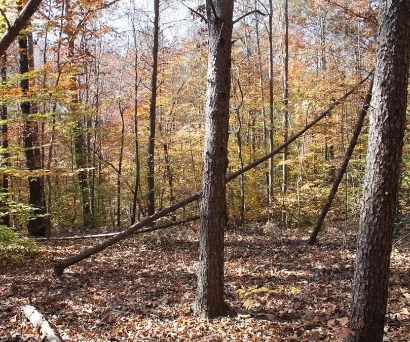 unimproved land for sale at 442 Laurel Mountain Drive, Toccoa, GA 30577 — photo 10