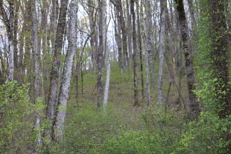 single family residence for sale at 172 Trailwood Drive, Ellijay, GA 30540 — photo 3