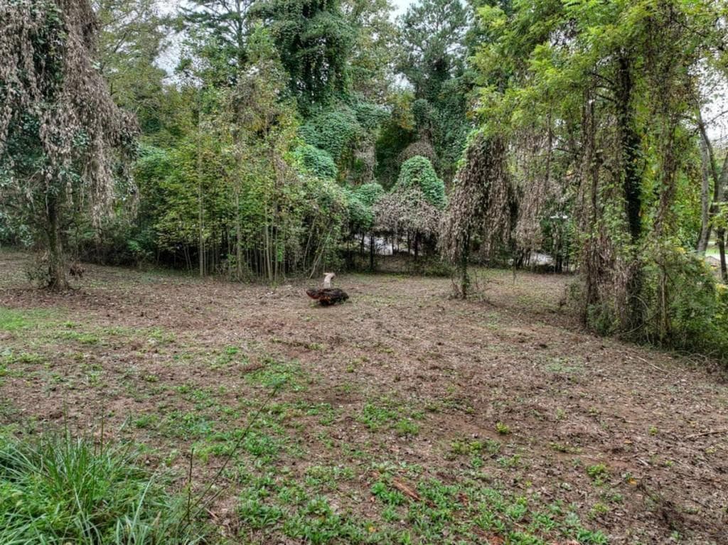 unimproved land for sale at TR 2 Davis Road, Blue Ridge, GA 30513 — photo 6