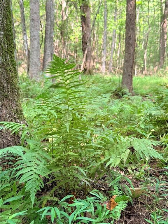single family residence for sale at Lot 8 Pettit Road, Jasper, GA 30143 — photo 8
