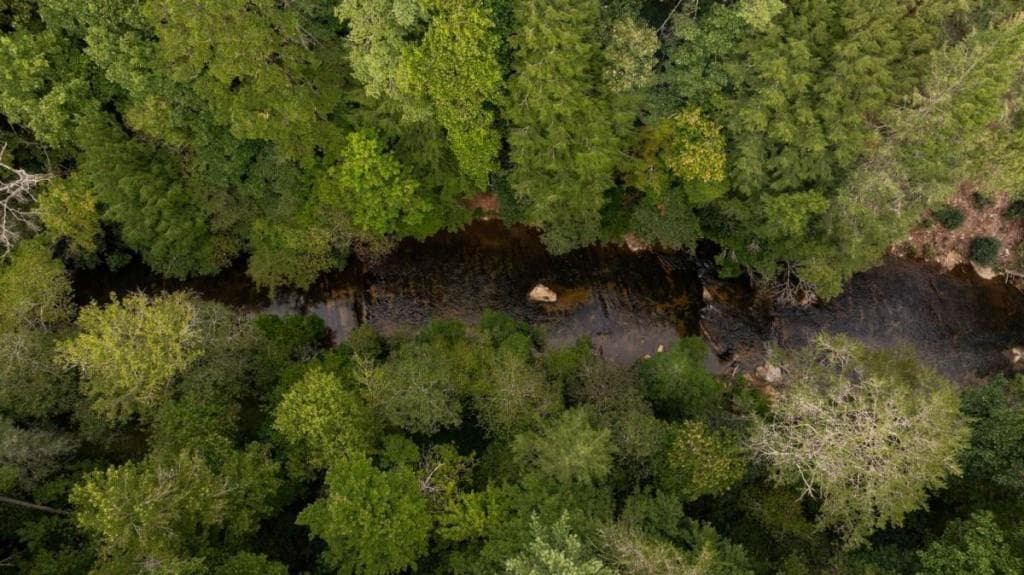 3 bedroom, 3 bathroom, 1,260 sq ft single family residence for sale at 43 Dogwood Riverside Drive, Blue Ridge, GA 30513 — photo 2