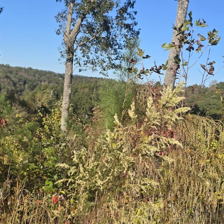single family residence for sale at Lot 86 River Overlook Lane, Ellijay, GA 30540 — photo 6