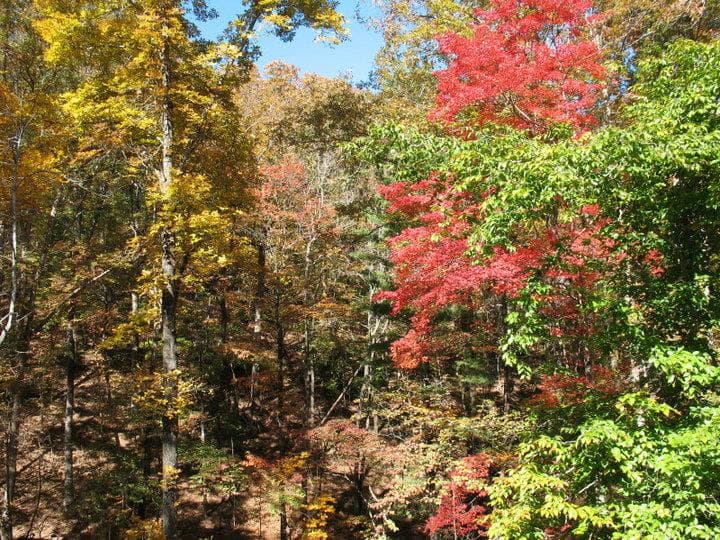 1077 Long Branch Road, Dahlonega, GA 30533 — most recent listing photo