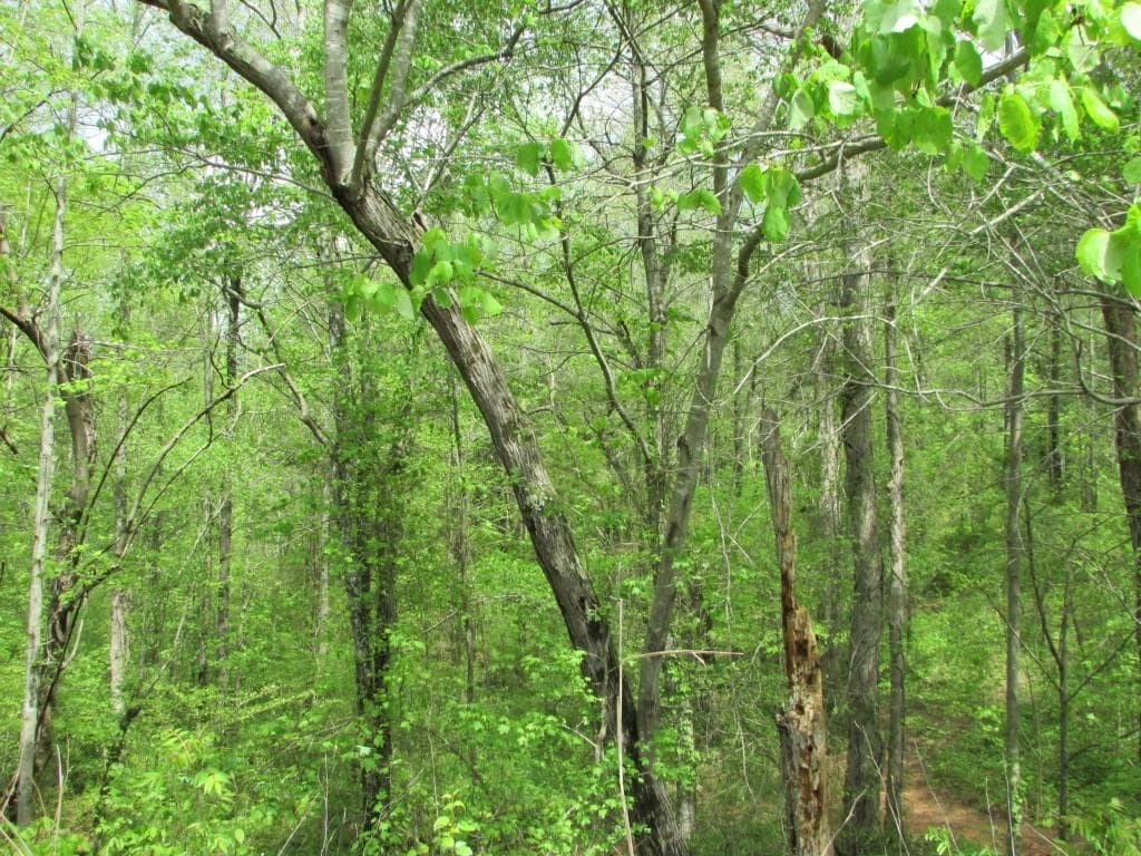 single family residence sold at Lot 3 Blankenship Drive, Canton, GA 30115